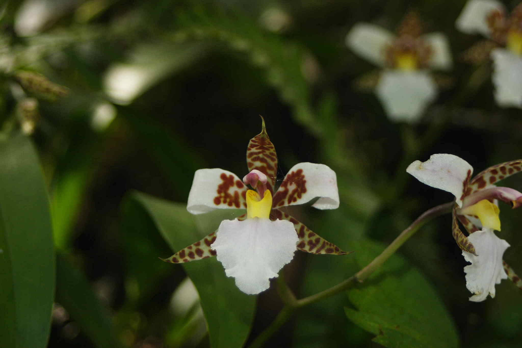 Rhynchostele rossii